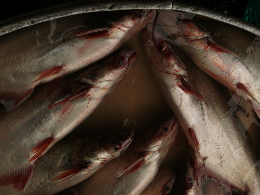 Fresh fish, Vinh Long, Vietnam, 2008