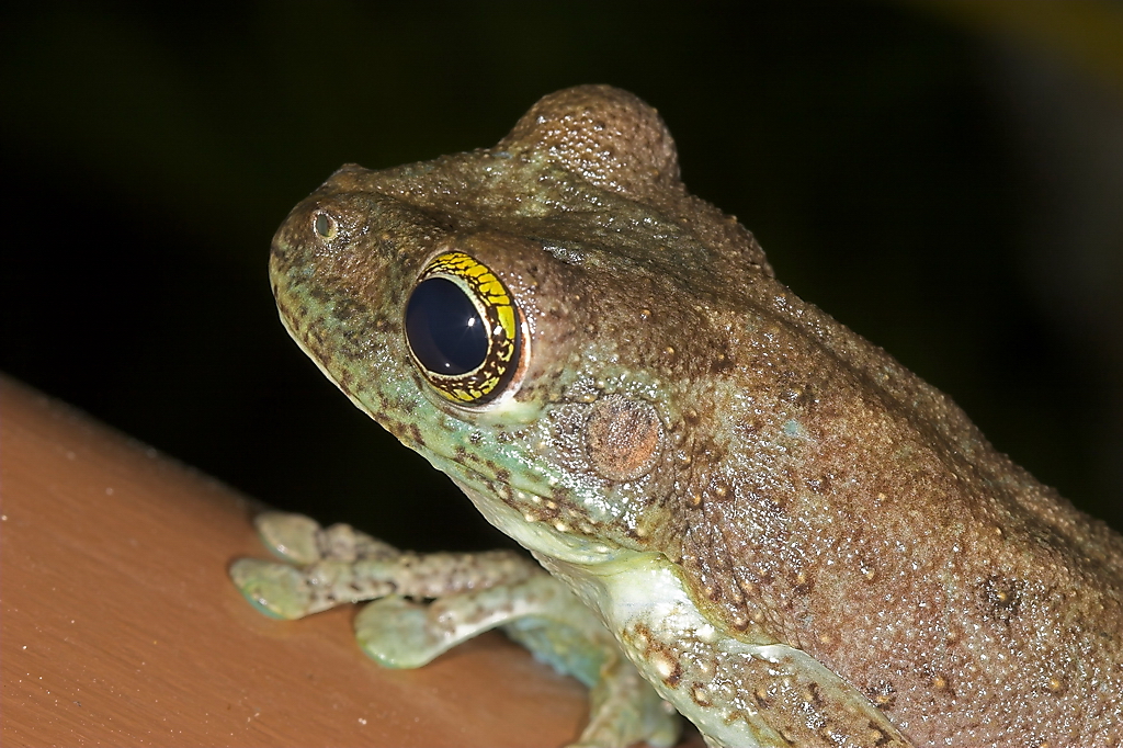 frog portrait