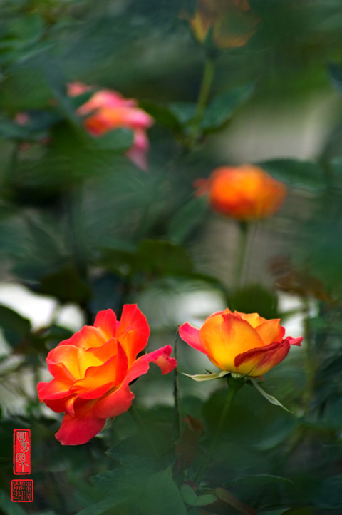 DSC_3410.jpg