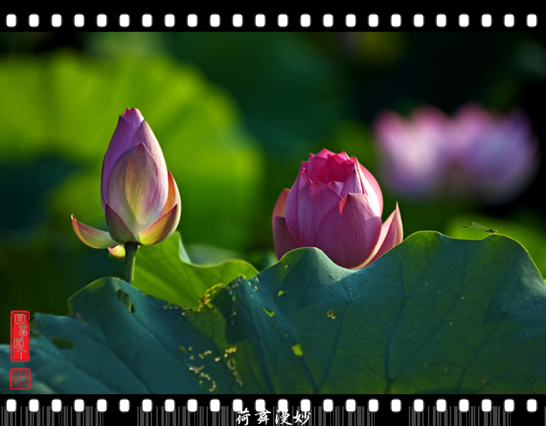 DSC_3868.jpg