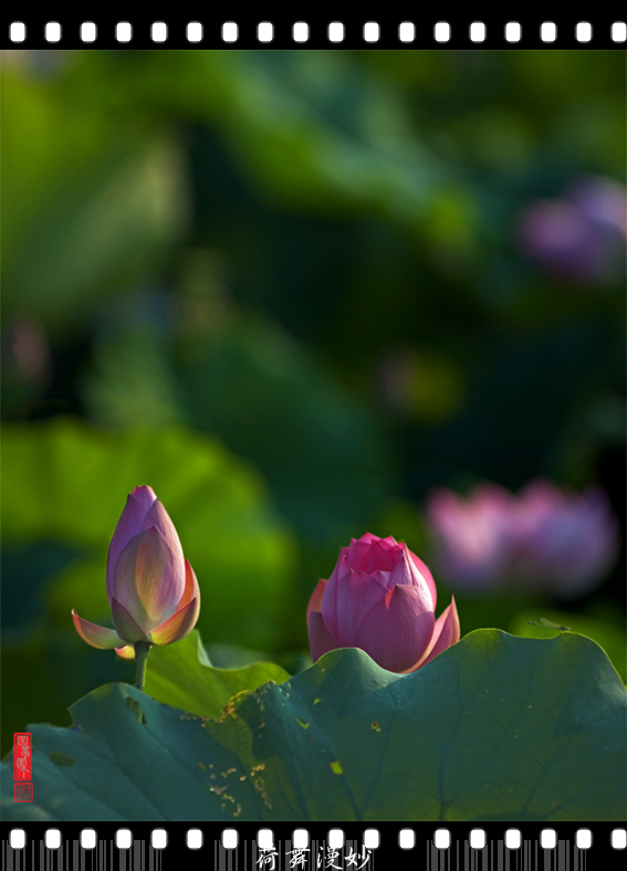 DSC_386869.jpg