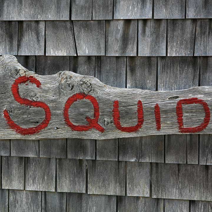 Squid