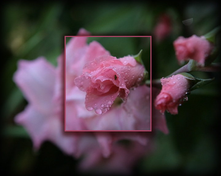 Pretty Glads in Pink