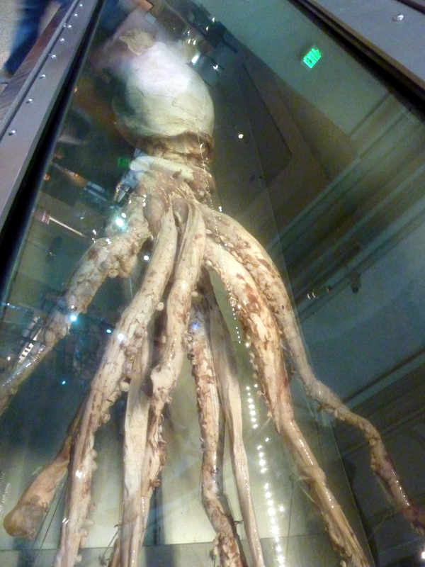 Frozen Giant Squid