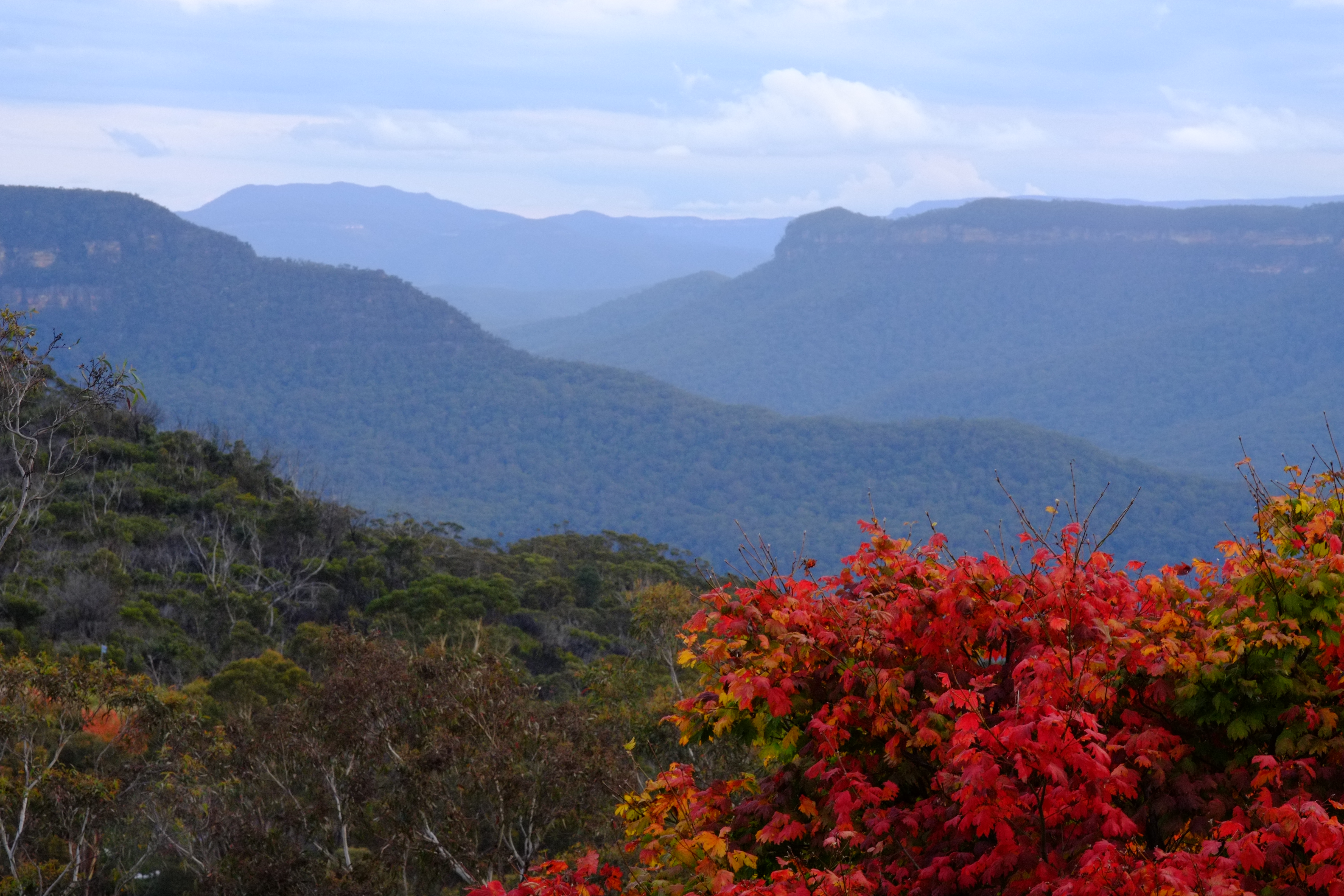 Leura Blue Mountains Autumn