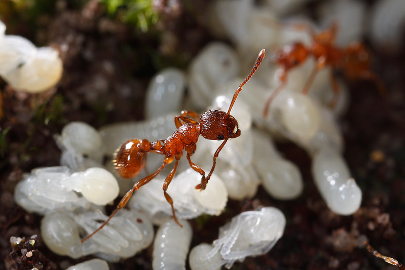 One of the Myrmica workers overlooking the mayhem