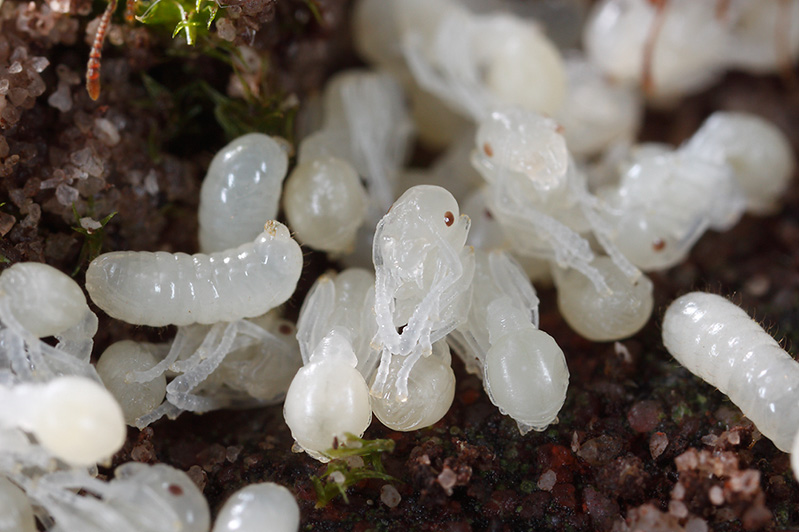 Myrmica larvae in different stages