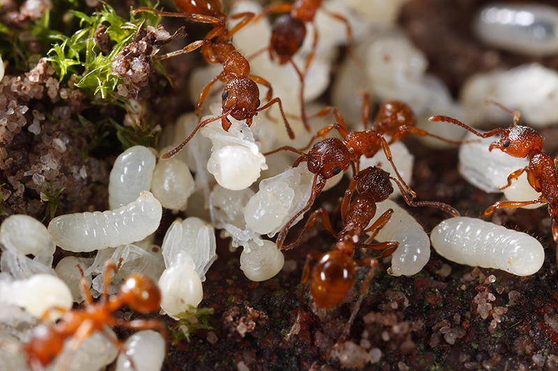 Myrmica in disarray