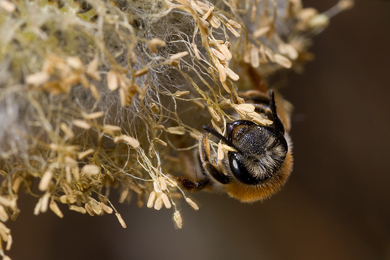 Wild Bee (Andrena spec I guess)