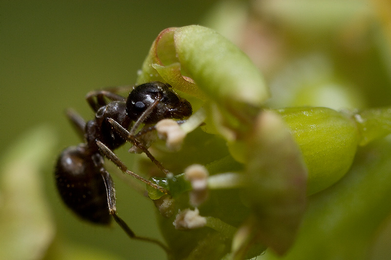 Ant on gooseberry blossom