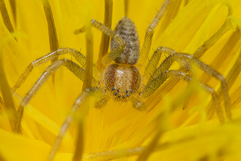 Hunting inside a dandelion