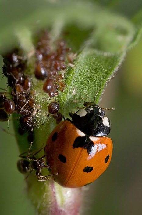 Ladybug, Aphids, and Ants - Part I