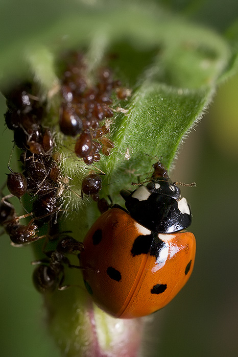 Ladybug, Aphids, and Ants - Part II