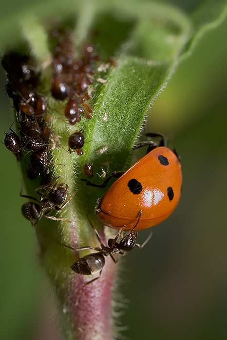 Ladybug, Aphids, and Ants - Part IV