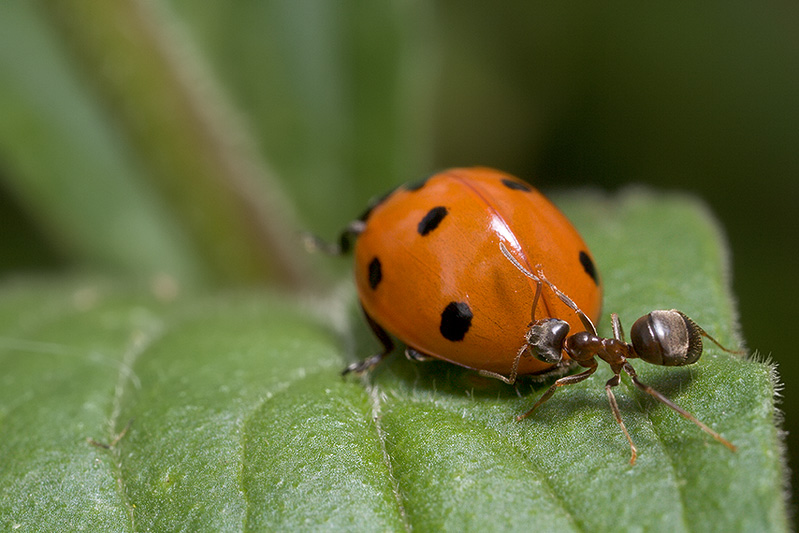Ladybug, Aphids, and Ants - Part VII