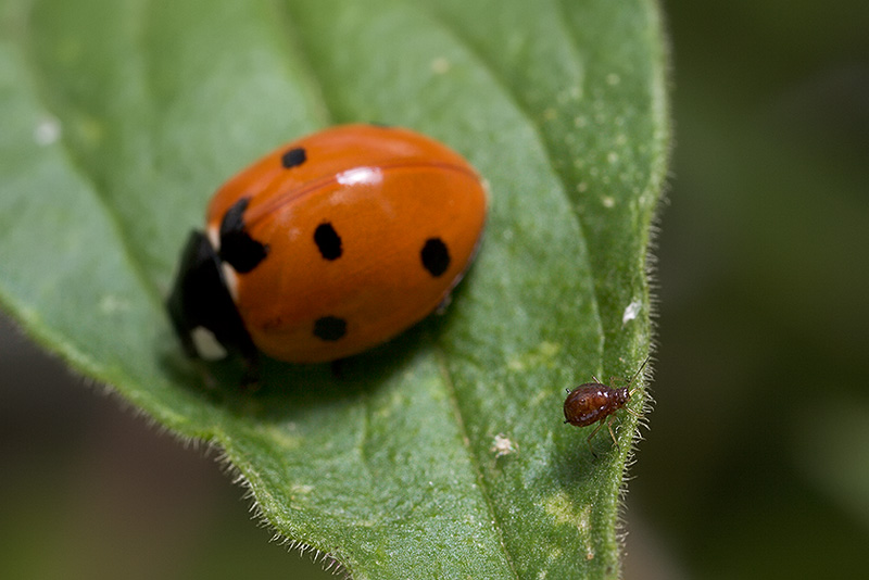 Ladybug, Aphids, and Ants - Part X
