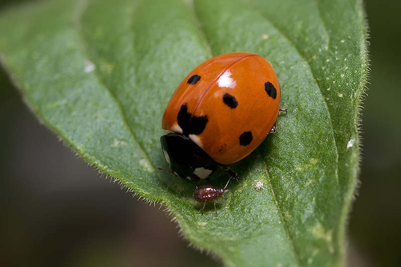 Ladybug, Aphids, and Ants - Part IX