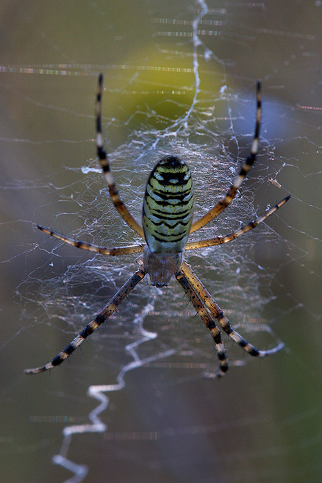 Wasp Spider