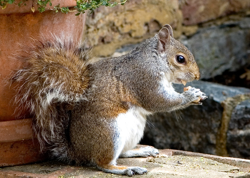 Nutty Neighbour