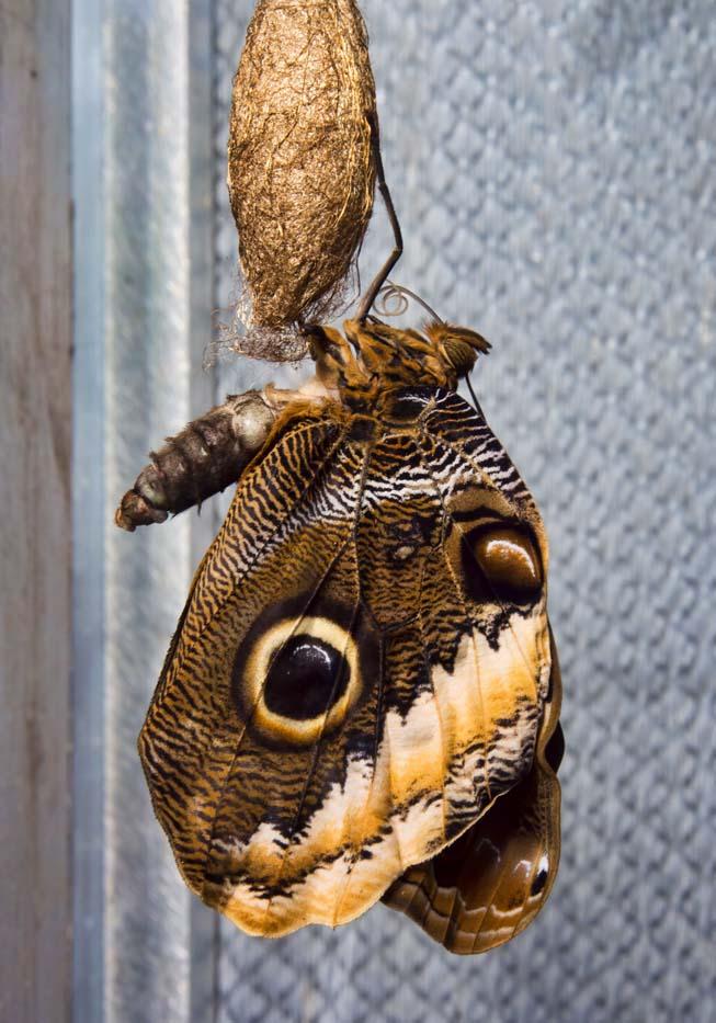 Just emerged Giant Owl