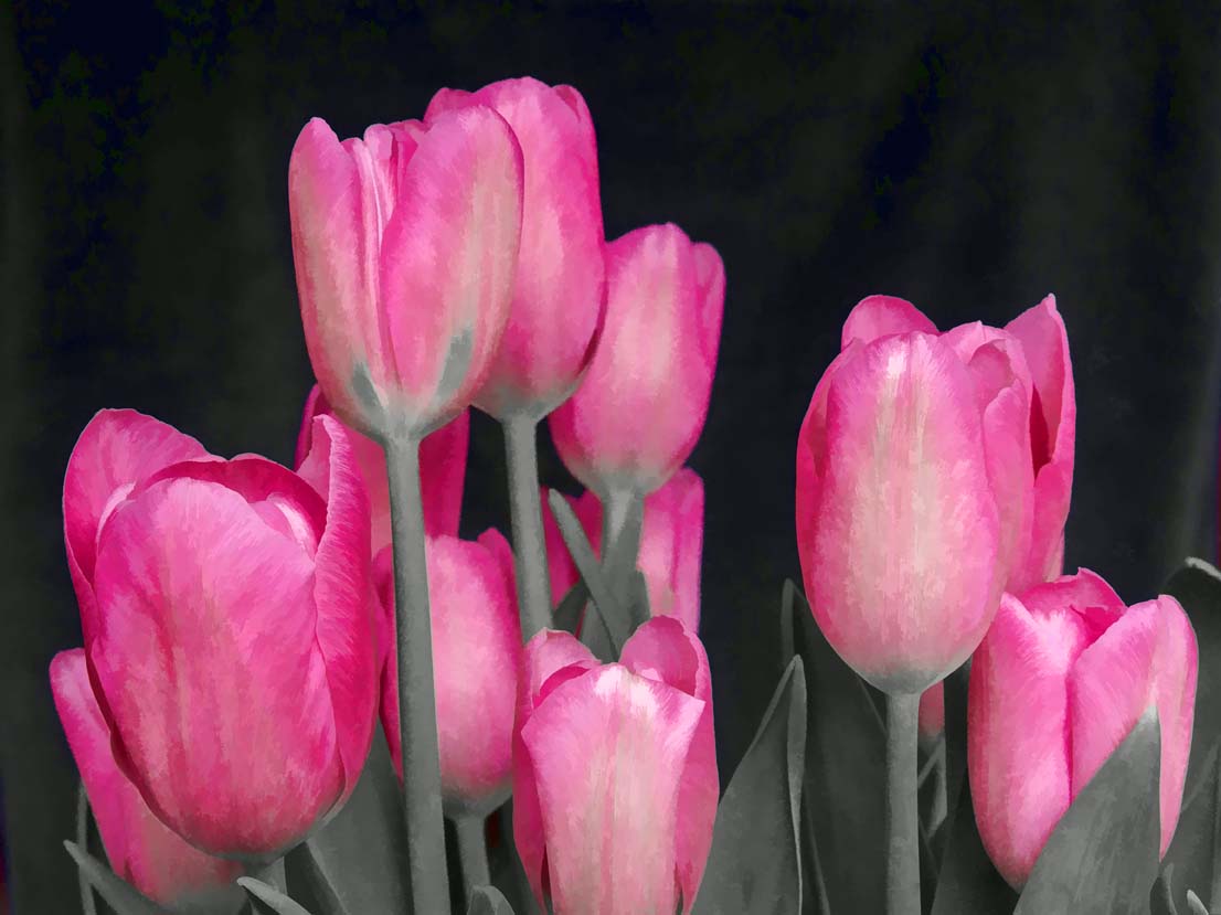 Tinted Painting Tulips
