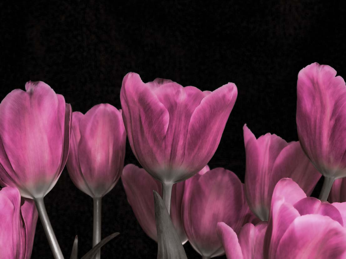 Tinted Dusk Tulips