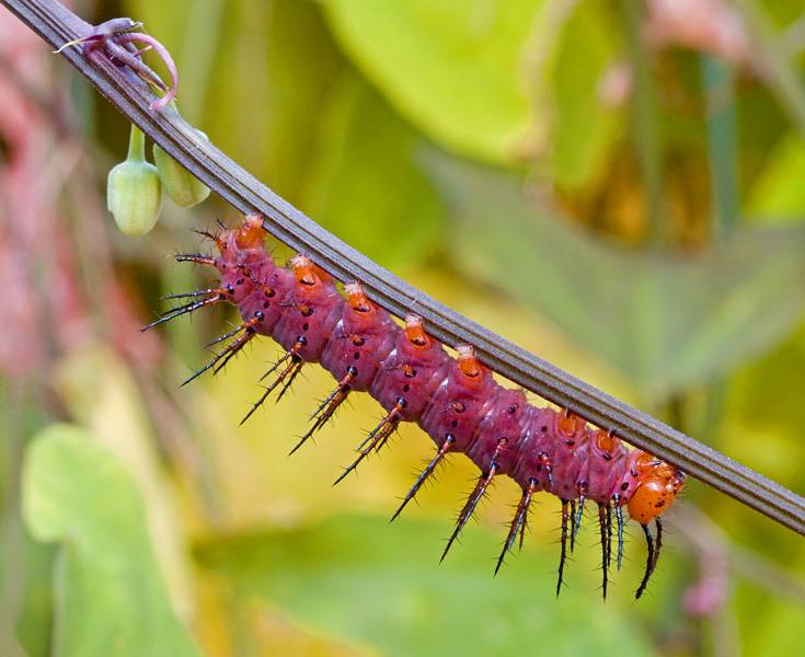 Orange Banded Long Wing (Dryadula phaetusa)2