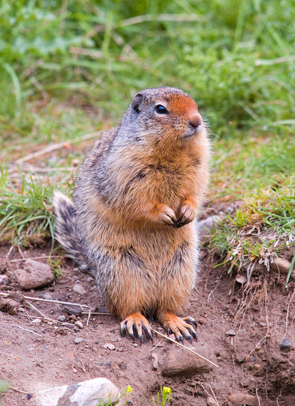 Columbian Ground Squirrel