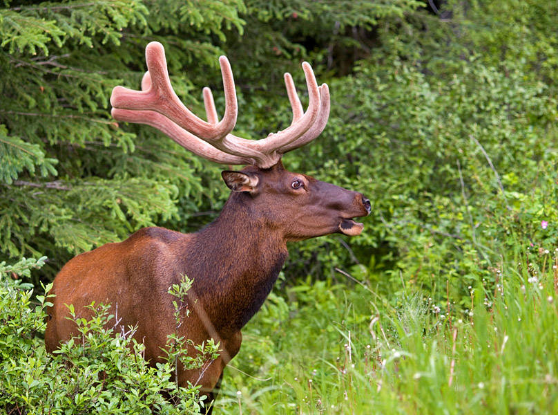 Spring Bull Elk (Cervus elaphus)