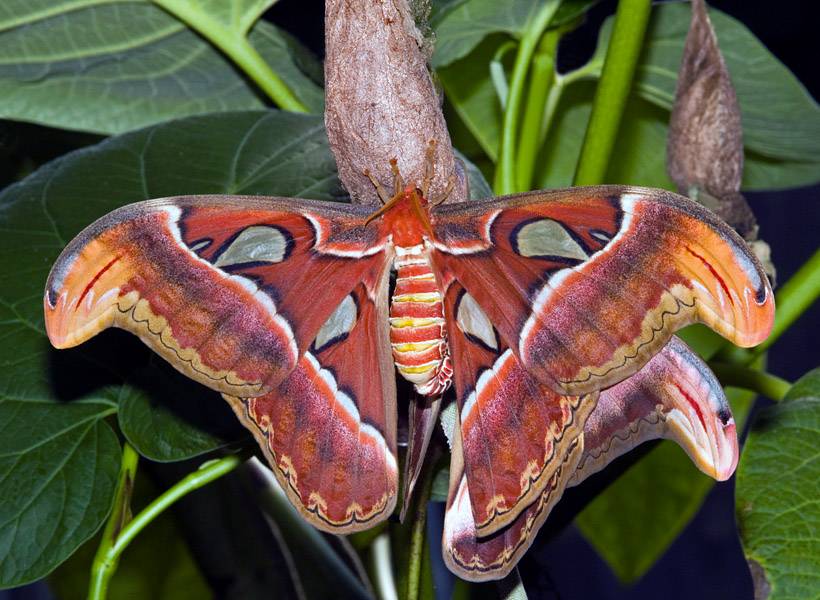 Mating Atlas Moths