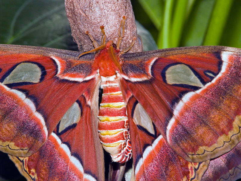 Mating Atlas Moths (close-up)