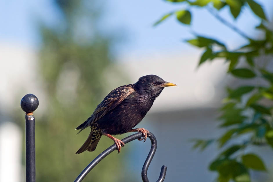 European Starling