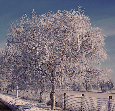 Frosted Birch