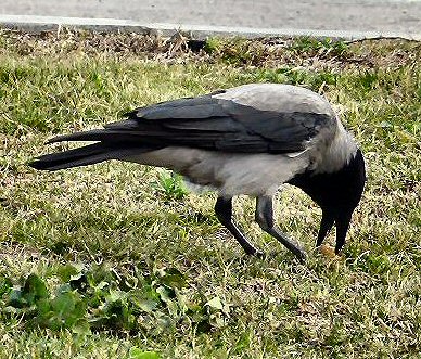 The Crow - Ready for His Meal.JPG