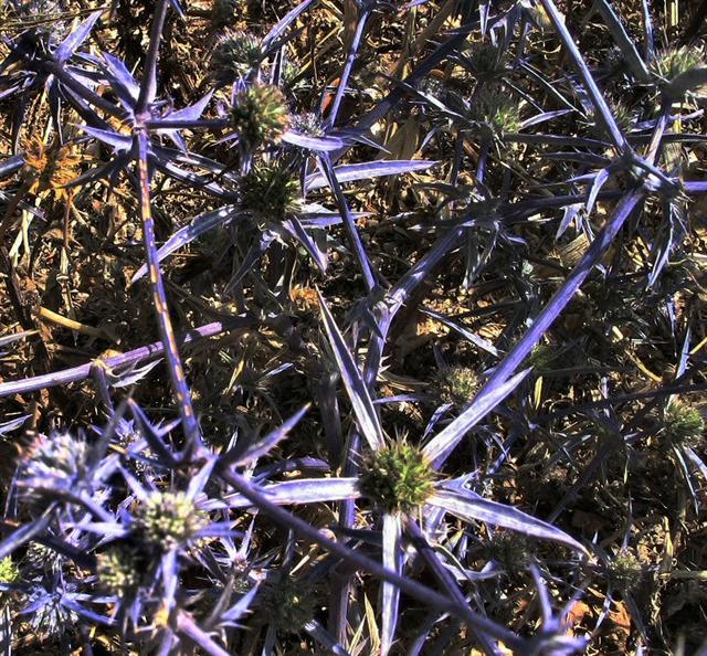 Eryngium Creticum - Charchavina Makchilla (Hebrew).JPG
