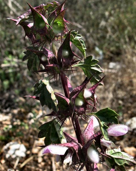 Lamium Moschatum Mill.JPG