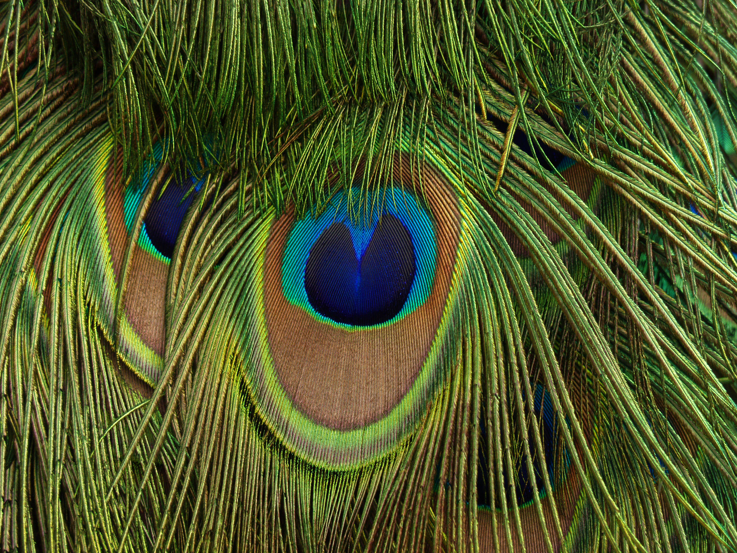 Peacock