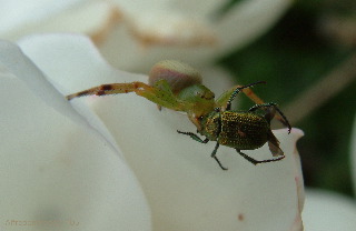 spider_and_beetle.jpg