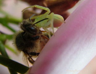 spider_bee.jpg