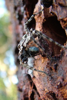 spider_treefly.jpg