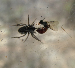 spider_wasp.jpg
