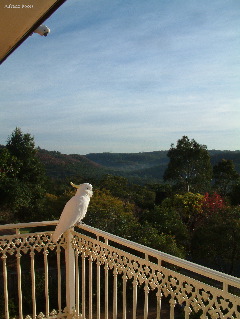 o4/82/523982/1/56940489.cockatoo_balcony_view.jpg