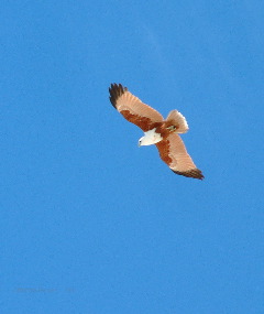 o4/82/523982/1/56940582.Brahmin_Kite_Fraser_island.jpg