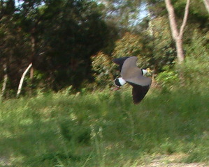 DSCF0025_3.jpg