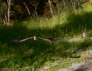 DSCF0055_1.jpg