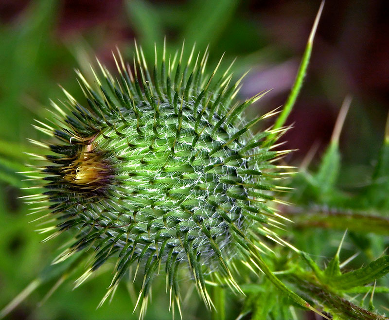 Thistle
