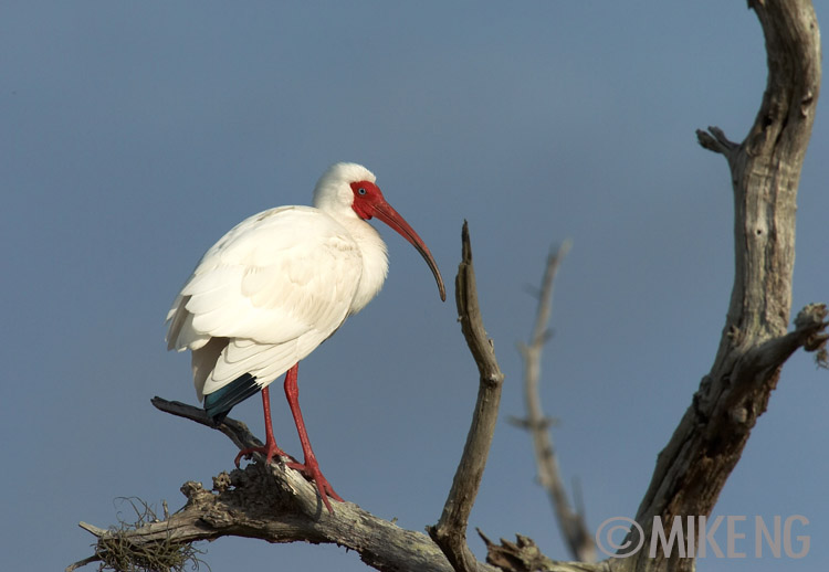 White Ibis