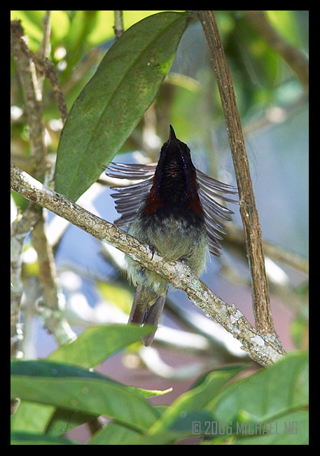Black Throated Sunbird (male)