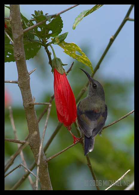 Black Throated Sunbird (Juvenile)