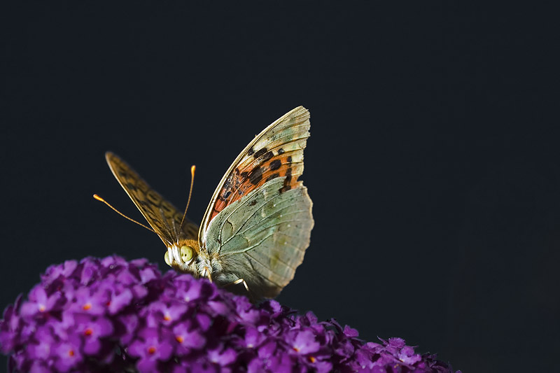 CRW_4017.jpg